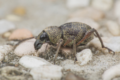 Metapocyrtus adspersus