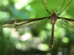 Tipula caloptera