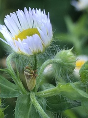 Aphrodinae