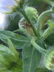 Aphrodinae