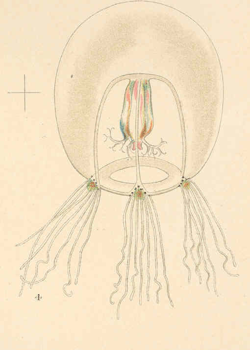 Bougainvillia carolinensis