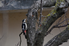 Dendrocopos syriacus