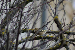 Fringilla coelebs