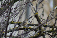 Fringilla coelebs