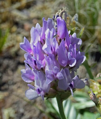White Point-vetch