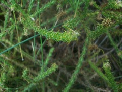Cullumia reticulata