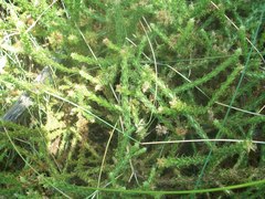 Cullumia reticulata