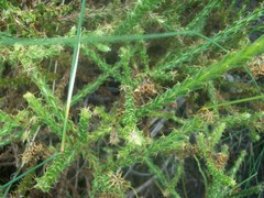 Cullumia reticulata