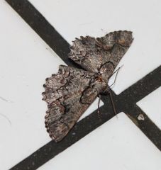 Hebdomophruda