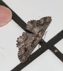 Hebdomophruda