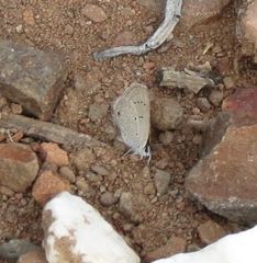 Eicochrysops messapus messapus