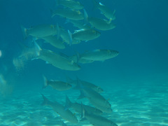 Crenimugil crenilabis