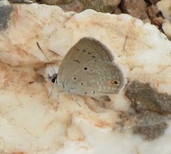 Eicochrysops messapus messapus