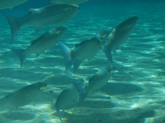 Crenimugil crenilabis