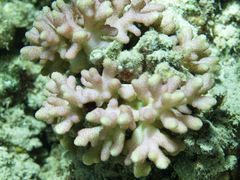 Stylophora