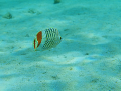 Chaetodon paucifasciatus