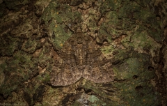 Polyclysta hypogrammata