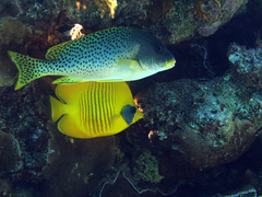 Plectorhinchus gaterinus