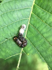 Acronicta funeralis