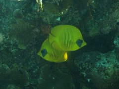 Chaetodon semilarvatus
