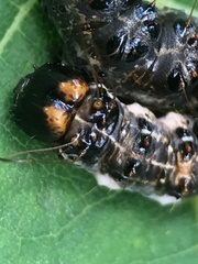 Acronicta funeralis