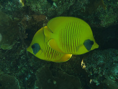 Chaetodon semilarvatus