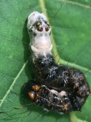 Acronicta funeralis