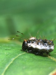 Acronicta funeralis