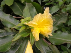 Costus villosissimus image