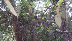 Callithrix penicillata