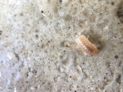Oniscidea