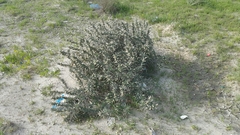 Astragalus spinosus