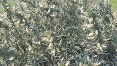 Astragalus spinosus