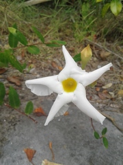 Mandevilla