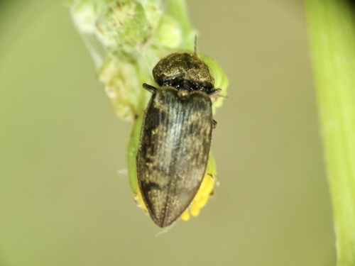 chequered click beetle, Nieuwe Meentweg, Hilversum, North Holland, NL, photo 5 of 10