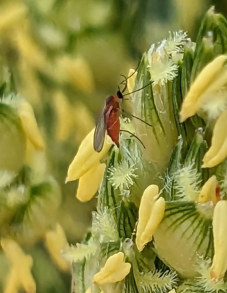 Sorghum midge
