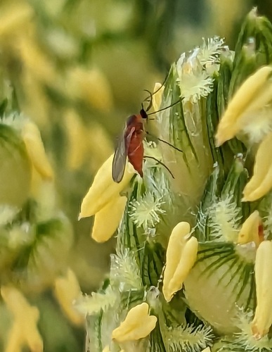 Sorghum midge