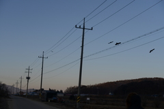 Corvus macrorhynchos