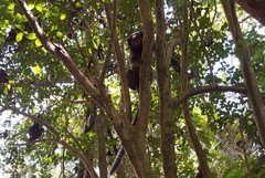 Callithrix penicillata