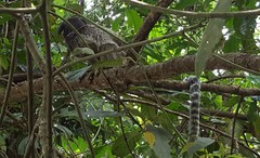 Callithrix penicillata