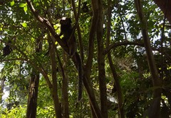 Callithrix penicillata