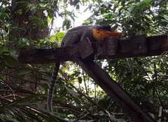 Callithrix penicillata