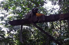 Callithrix penicillata