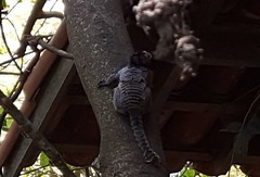 Callithrix penicillata