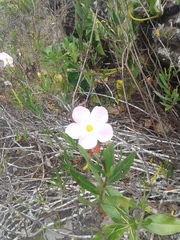 Mandevilla lancifolia
