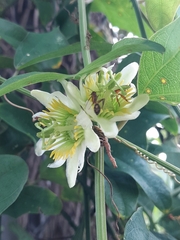 Passiflora biflora image