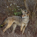Coyote - Photo (c) Don McCullough, algunos derechos reservados (CC BY-NC)