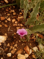 Ipomoea ommanneyi