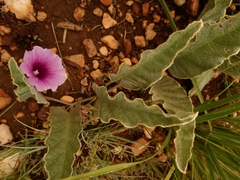 Ipomoea ommanneyi
