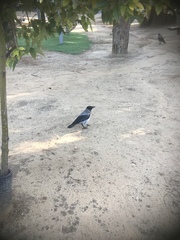 Corvus cornix